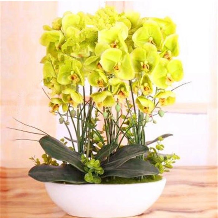 Yellow Orchid Seeds Phalaenopsis 50Pcs Pack