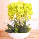 Yellow Orchid Seeds Phalaenopsis 50Pcs Pack