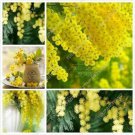 20 Golden Mimosa Tree Seeds Acacia Baileyana Yellow Wattle Flower Fast Growing #2774
