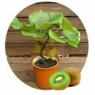Bonsai Kiwi Tree Seeds For Planting 50 Seeds Actinidia Chinensis Seeds #1656