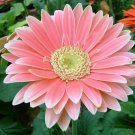 Gerbera Daisy Mix Flower Seeds 50Pcs #8067