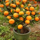 20 Mandarin Orange Tree Seeds Citrus Reticulata Blanco Indoor Plant #4198