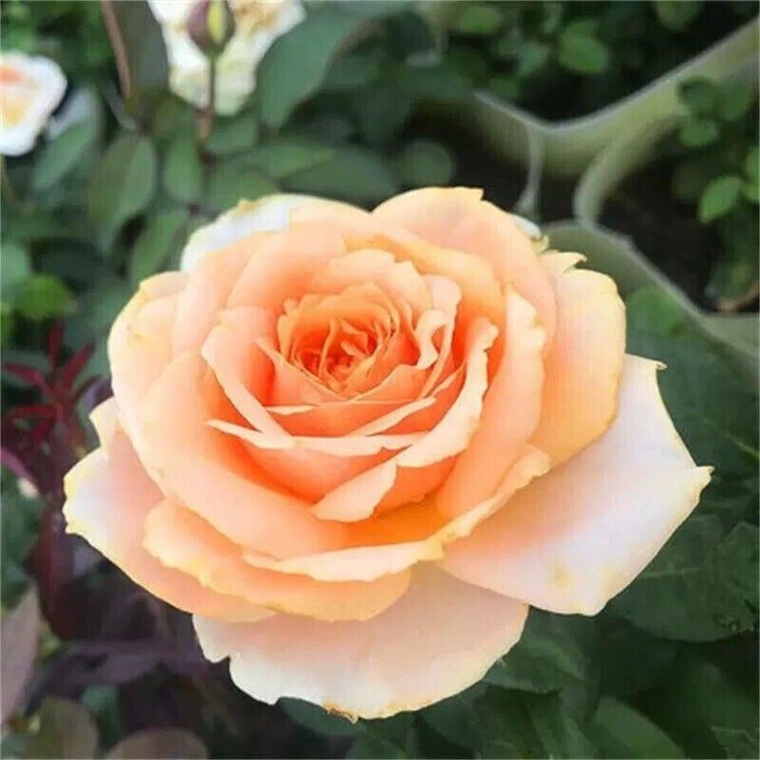50 Pack Peach Avalanche Rose Seeds Flower Bush Perennial Flowers Seed Bloom #4638
