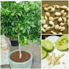 Lime Tree Seeds Potted Plant Organic Bonsai Rare Fruit 20 Seeds No Tracking# 8933