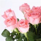 50 Pack Diana Rose Seeds Flower Bush Perennial Flowers Seed Bloom