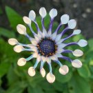 20 Seeds Rare Blue Daisy Plants Flower Seeds Garden Plant 0734