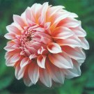 20Pcs Pink And Peach Dahlia Seeds 9651
