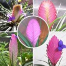 Us Purple Flower Pineapple Tillandsia Cyanea Seeds 50 Particles Bag