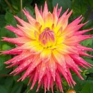 Us Seller Rare Beautiful Perennial Dahlia Flowers Seeds 20Pcs