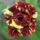 50 Pack Abracadabra Rose Seeds Flower Bush Perennial Flowers Seed Bloom