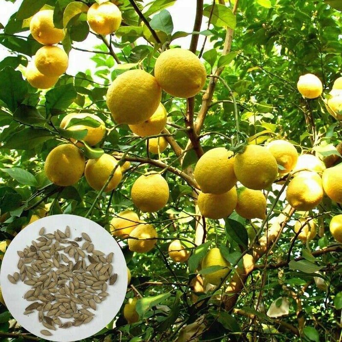 Lemon Tree 30Pcs Fresh Seed Natural Garden Bonsai Fruit Seed #9733