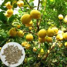 Lemon Tree 30Pcs Fresh Seed Natural Garden Bonsai Fruit Seed #9733