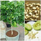 Lime Tree Seeds Potted Plant Organic Bonsai Rare Fruit 20 Seeds No Tracking#