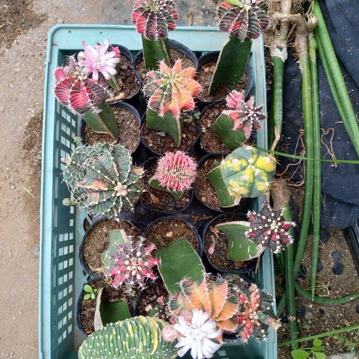 30Pcs Mixed Succulent Seeds Lithops Rare Living Stones Plants Cactus