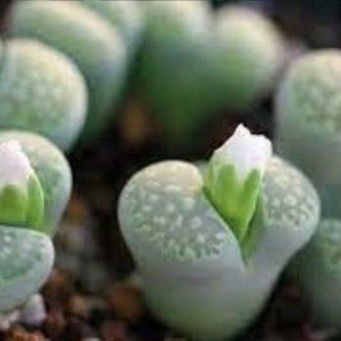 Mixed Succulent Lithops Rare Living Stones Plants Cactus 50 Seeds #9264