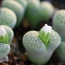 Mixed Succulent Lithops Rare Living Stones Plants Cactus 50 Seeds #9264