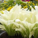 20Pcs Hosta Plantaginea Fragrant Plantain Seeds Fire And Ice Shade White Lace #9177