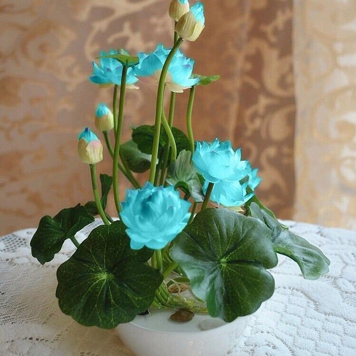 5Pcs Water Lily Mini Lotus Seeds S #