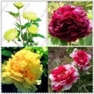 10Pcs Bag Chinese Peonypeony Root Seeds Chinese Pink Golden Purple Duble