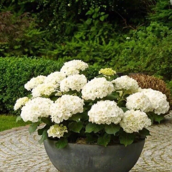 20Pcs Perennial Seeds White Hydrangea Seeds Easy To Grow Flower Diy #9582