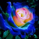 50Pcs Rare Seeds English Blue And Yellow Rose #0117