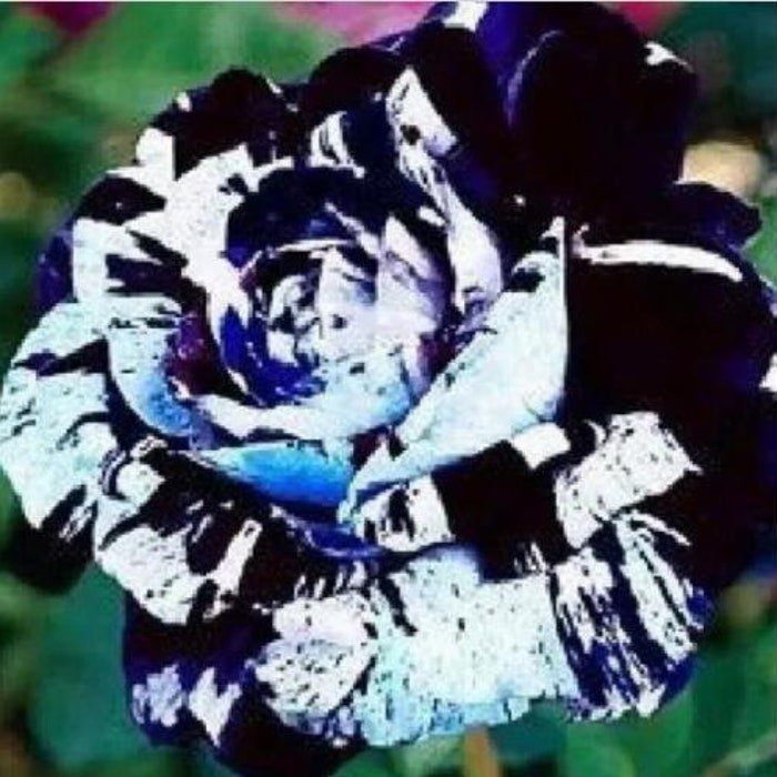 5 Pcs Desert Rose Flower Adenium Obesum Peony Bonsai Blue Dragon Seeds #0116