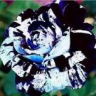 5 Pcs Desert Rose Flower Adenium Obesum Peony Bonsai Blue Dragon Seeds #0116