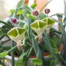 Ceropegia Succulent Lithops Rare Living Stones Plants Cactus 50 Seeds #2356