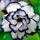 10 Pcs Desert Rose Flower Adenium Obesum Seeds !