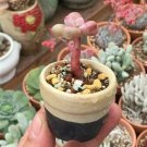Mixed Succulent Lithops Rare Living Stones Plants Cactus 50 Seeds