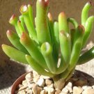 50Pcs Best Rare Crassulaoblique Gollum Cactus Flower Seeds Giant Shape Heat