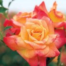 50Pcs Seeds Climbing Joseph'S Coat Rose Bush Seeds #0115