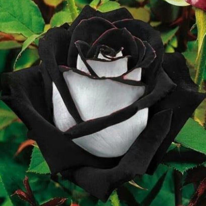 50Pcs Rare Seeds Black Heart White Rose Flower Seeds #0118