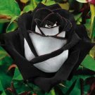 50Pcs Rare Seeds Black Heart White Rose Flower Seeds #0118