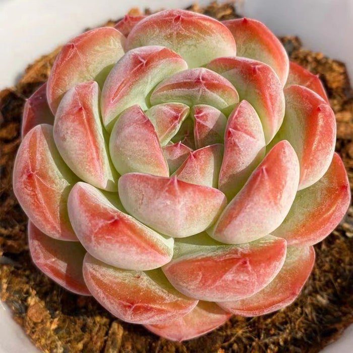 50Pcs Seeds Succulent Lithops Rare Living Stones Plants Cactus Seeds #3277