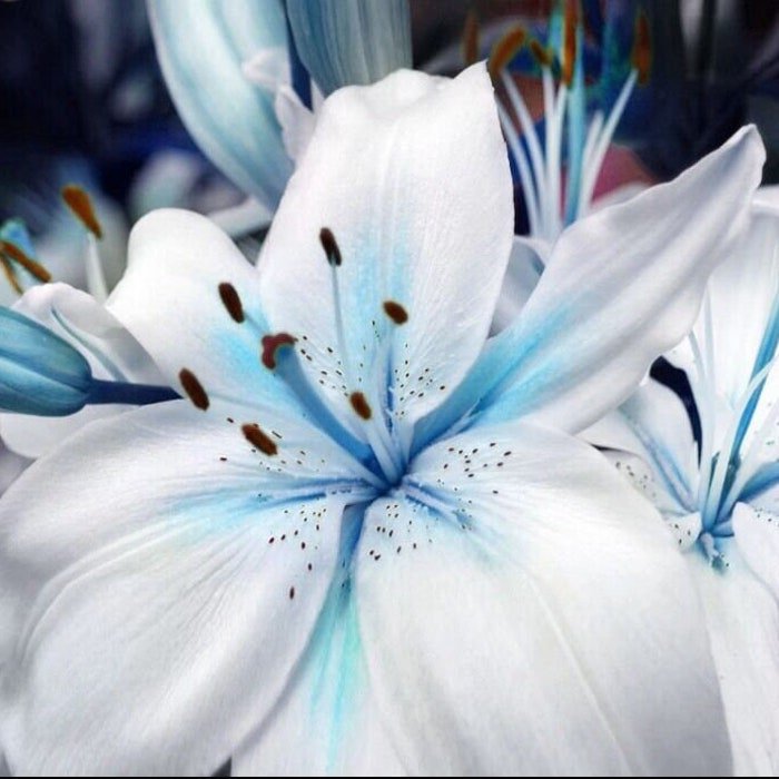 50Pcs Blue Lily Plant Seeds Potted Bonsai Lilium Flower Perfume Plant