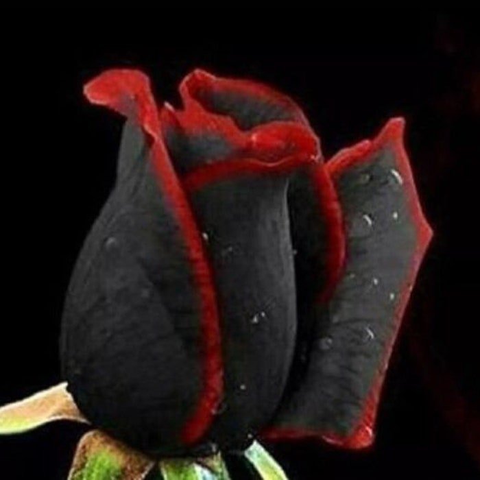 50Pcs Beautiful Black Rose Flower With Red Edge Seedling Seed