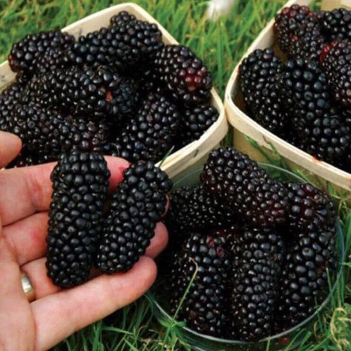 50Pcs Blackberry Seeds Fruit Vegetable Seed Plant #1285