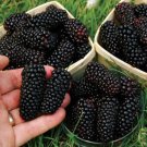 50Pcs Blackberry Seeds Fruit Vegetable Seed Plant #1285