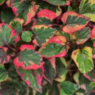 50Pcs Seeds Houttuynia Cordata Plant Seed Fish Mints Fresh Seeds #2851