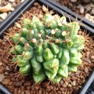 20Pcs Succulent Seeds Lithops Rare Living Stones Plants Cactus 0148