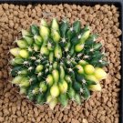 20Pcs Succulent Seeds Lithops Rare Living Stones Plants Cactus 0144