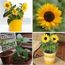 20Pcs Mini Dwarf Yellow Sunflower Flower Seeds Office Decor Plant #9762