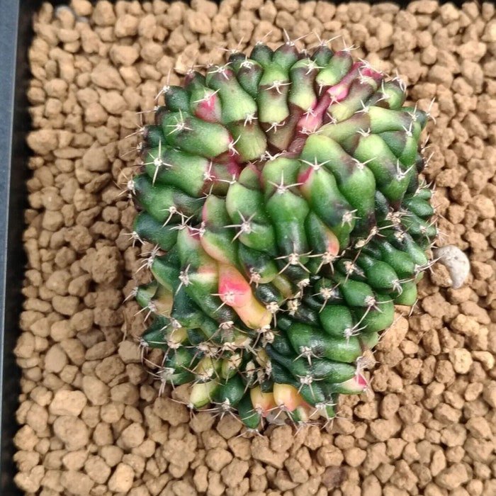 20Pcs Succulent Seeds Lithops Rare Living Stones Plants Cactus 0145