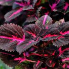 20Pcs Kong Red Giant Coleus Seeds Coleus Blumei Garden Flower Seeds #8418