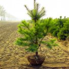 20Pcs Pinus Sylvestris Var Mongholica Litv Seeds Mongolian Scots Pine Tree Seeds #6987