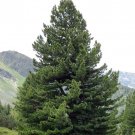 20Pcs Pinus Cembra Swiss Stone Pine Tree Seed Brush Like Clusters And Broad Ovoid Cones #6879