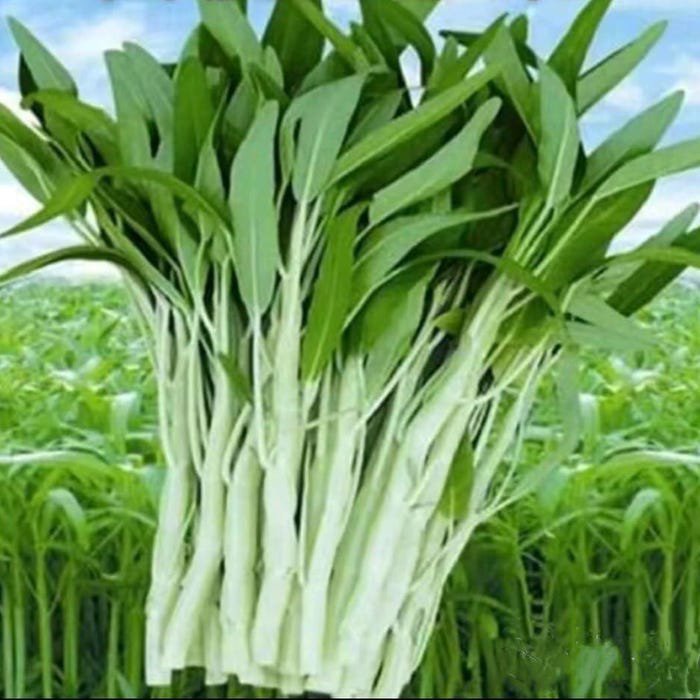 100 Seed Water Spinach White For Yard & Garden Green Leaf Vegetable Seeds For Planting Produced In T