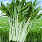 100 Seed Water Spinach White For Yard & Garden Green Leaf Vegetable Seeds For Planting Produced In T
