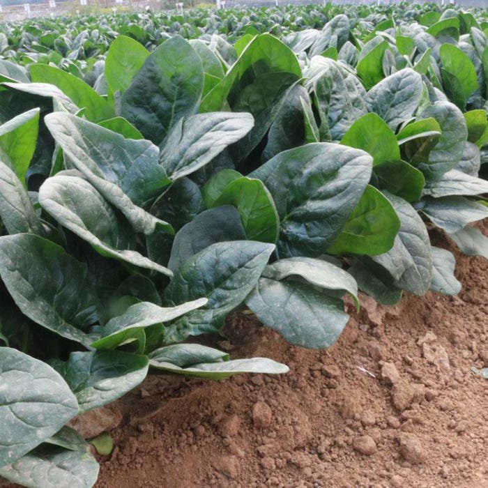 Four Seasons Giant Spinach Herb Garden Seeds For Planting About 100 Seeds #9577